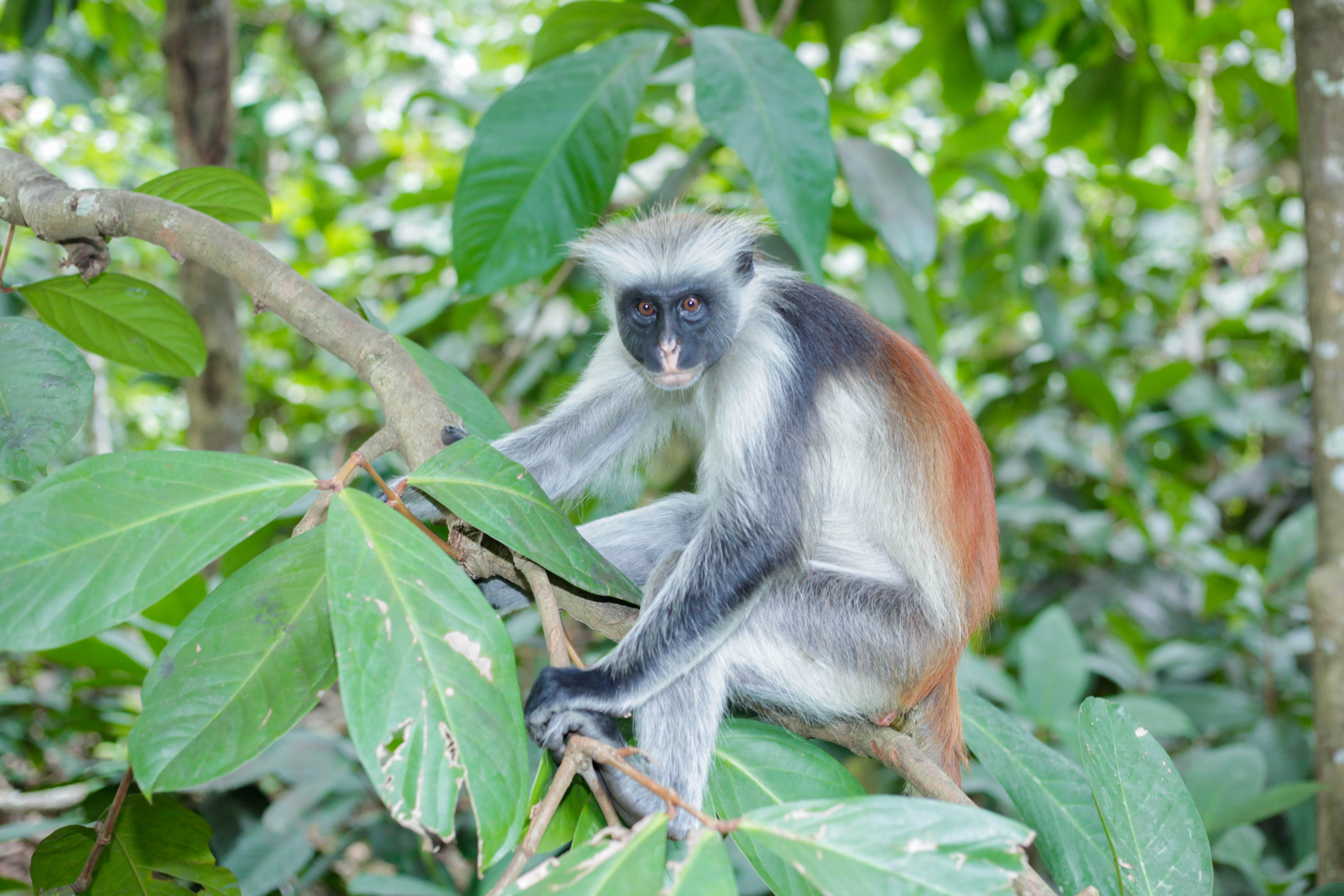 Discover the Untamed Beauty of Jozani Forest