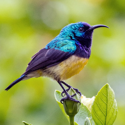 Jozani Birds Tour