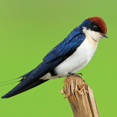 Jozani Birds Tour – photo 1